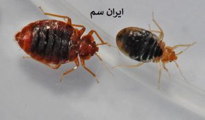 ساس ها در وسایل الکترونیکی