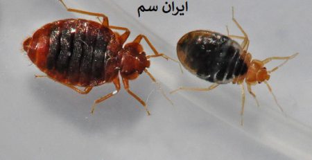 ساس ها در وسایل الکترونیکی