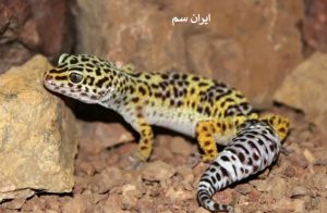 مارمولک کجا زندگی میکند؟