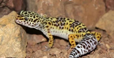 مارمولک کجا زندگی میکند؟