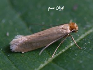 خلاص شدن از بید با روش خانگی