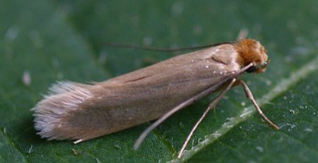 خلاص شدن از بید با روش خانگی