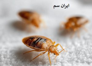 ساده ترین راه نابودی ساس