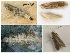 بیدفرش چگونه هست؟