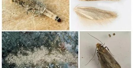 بیدفرش چگونه هست؟