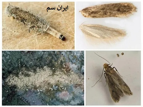 بیدفرش چگونه هست؟