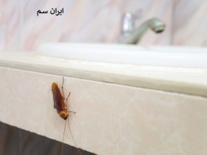 بهترین سم سوسک