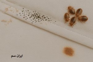 نابود کردن ساس