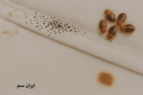 نابود کردن ساس