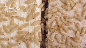 انواع موریانه