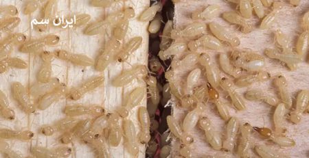 انواع موریانه