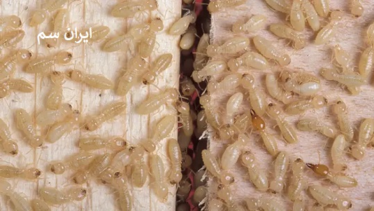 انواع موریانه