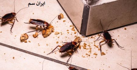 درمان خانگی از بین بردن سوسک