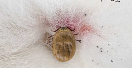 درمان خانگی کنه