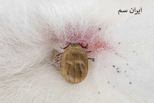 درمان خانگی کنه