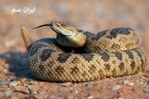 چرا بعضی مار سمی و بعضی غیر سمی هستند؟