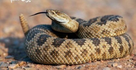 چرا بعضی مار سمی و بعضی غیر سمی هستند؟