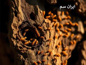 موریانه به چوب خشک علاقه دارد یا چوب مرطوب