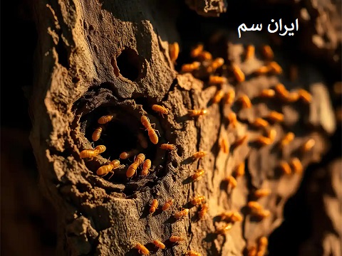 موریانه به چوب خشک علاقه دارد یا چوب مرطوب