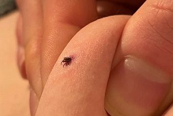 کنه روی حیوانات اثر می‌گذارد