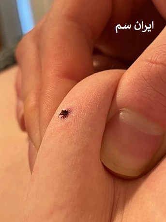 کنه روی حیوانات اثر می‌گذارد