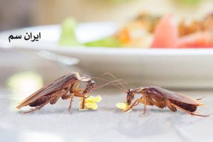 دمای مناسب برای سوسک ها