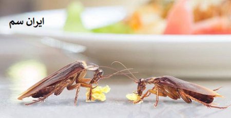 دمای مناسب برای سوسک ها