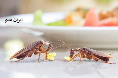 دمای مناسب برای سوسک ها