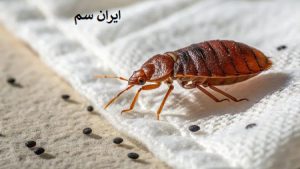 اندازه ساس چقدره؟