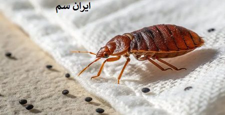 اندازه ساس چقدره؟