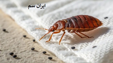 اندازه ساس چقدره؟