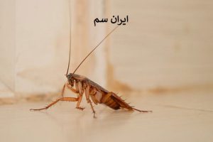 سوسک در گرما و سرما