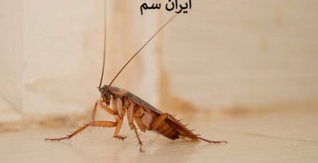 سوسک در گرما و سرما