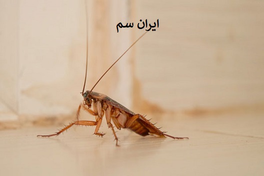 سوسک در گرما و سرما