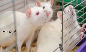 موش ها در روز یا شب فعال هستند؟