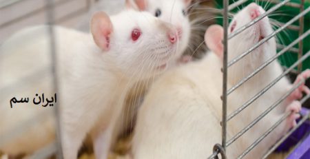 موش ها در روز یا شب فعال هستند؟