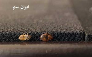 زاد و ولد ساس