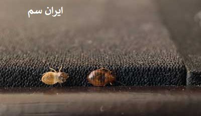 زاد و ولد ساس