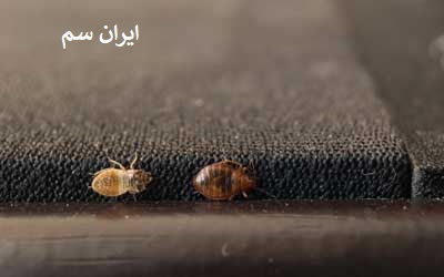 زاد و ولد ساس