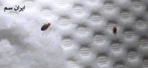 ساس ها در هتل