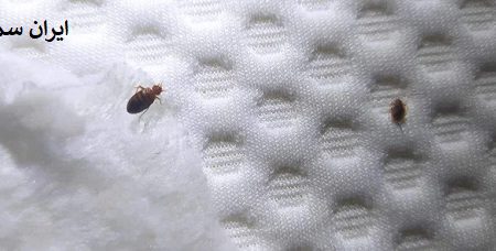 ساس ها در هتل