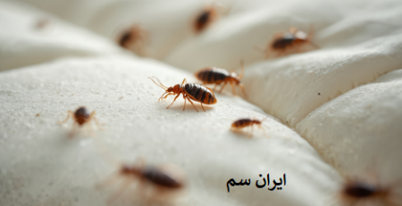 چرا ساس در جاهایی بشتر است