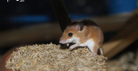 موش ها کجا زندگی میکنند؟