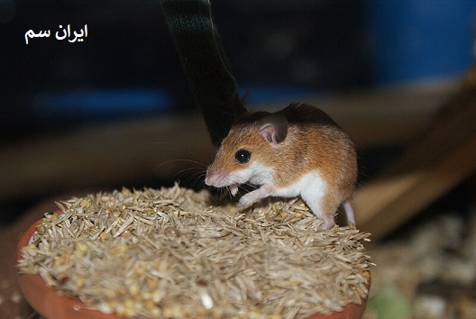 موش ها کجا زندگی میکنند؟