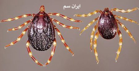 تأثیر دما و رطوبت بر فعالیت کنه‌ها