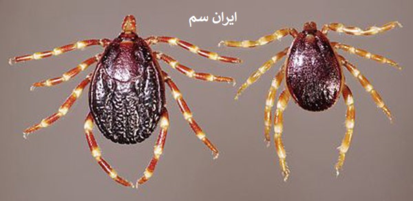 تأثیر دما و رطوبت بر فعالیت کنه‌ها