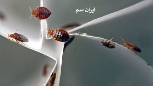 ساس در مقابل نور