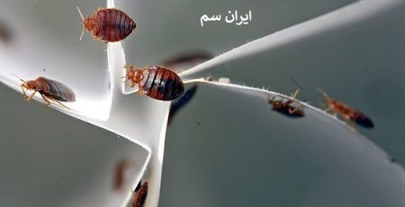 ساس در مقابل نور