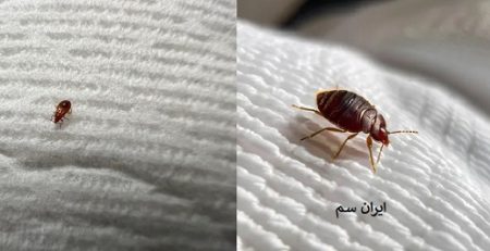 علت افزایش ساس ها