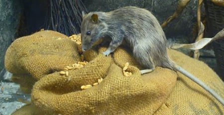 جلوگیری از ورود موش به خانه